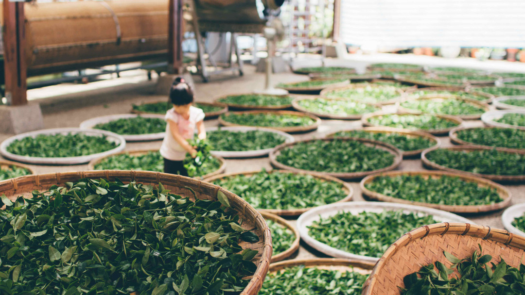 young girl, green tea drying in circular trays